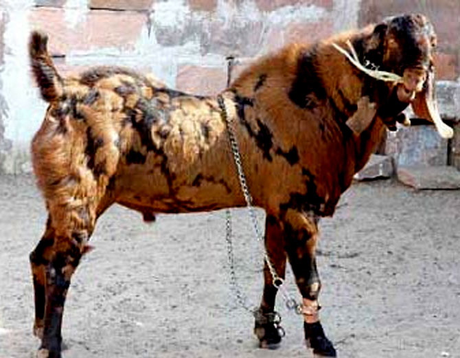 Sirohi Goat In West Bengal