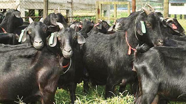 Black Bengal Goat Kids