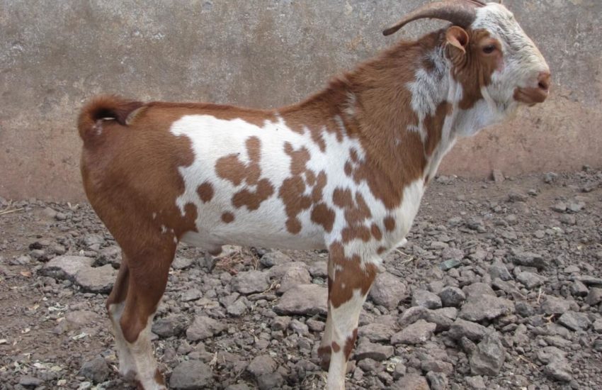 Barbari Goat In West Bengal