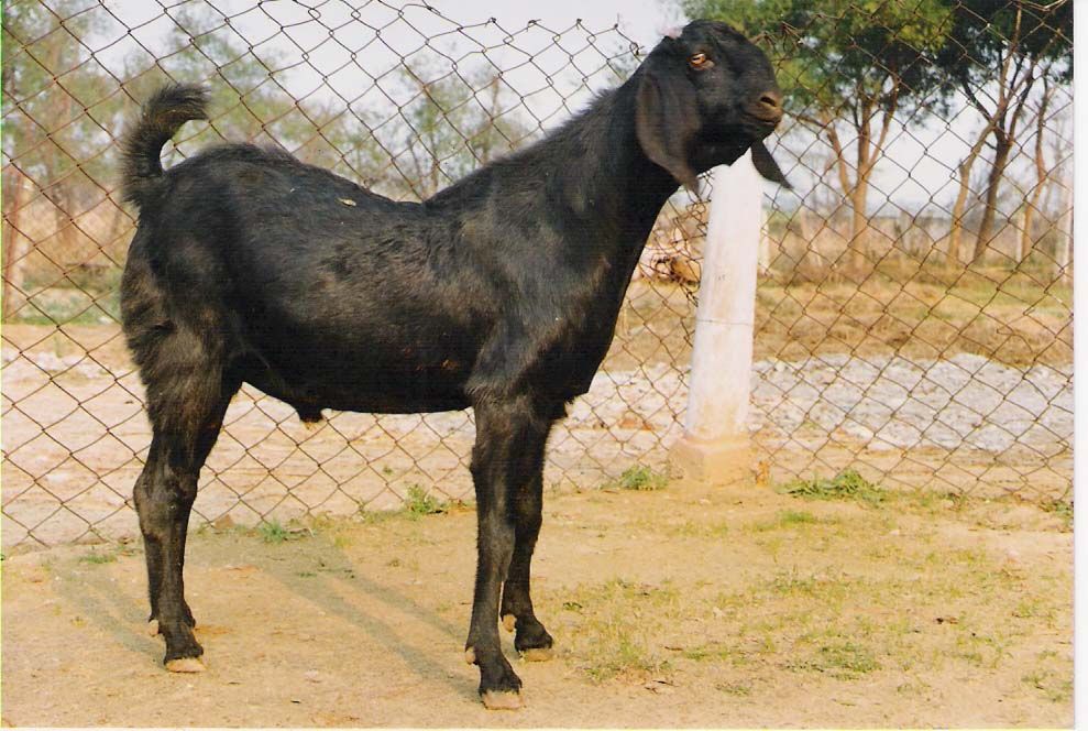 Beetal Goat Farming & Beetal Goats Breed Characteristics | Expert Market