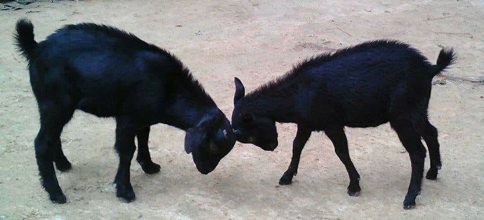 Black Bengal Goat Kids